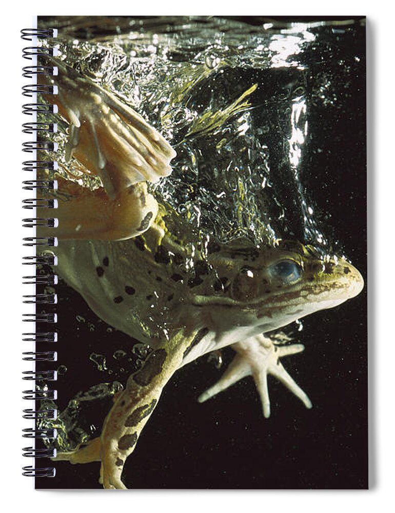 Feb0514 Spiral Notebook featuring the photograph Northern Leopard Frog Jumping by Heidi & Hans-Juergen Koch