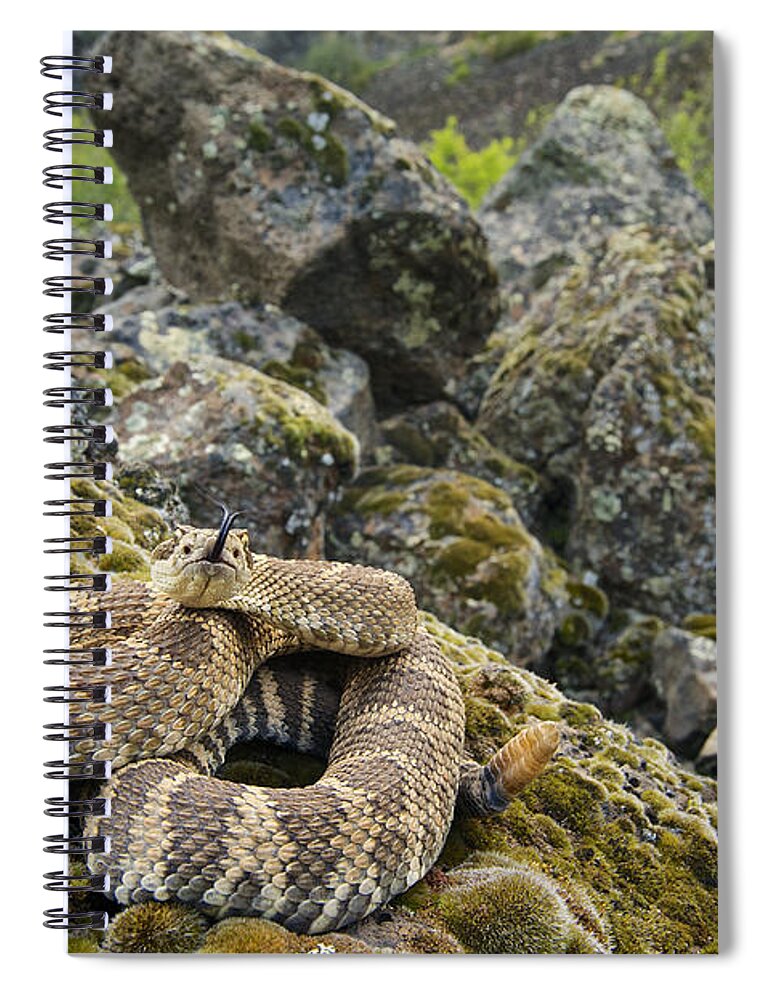 537034 Spiral Notebook featuring the photograph Northern Pacific Rattlesnake Flicking by James Christensen