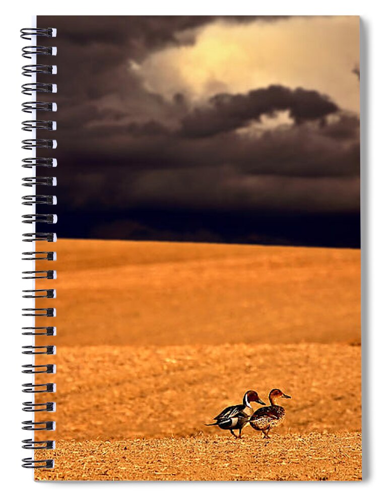 Northern Spiral Notebook featuring the photograph Northern Pintail pair out walking in Saskatchewan by Mark Duffy