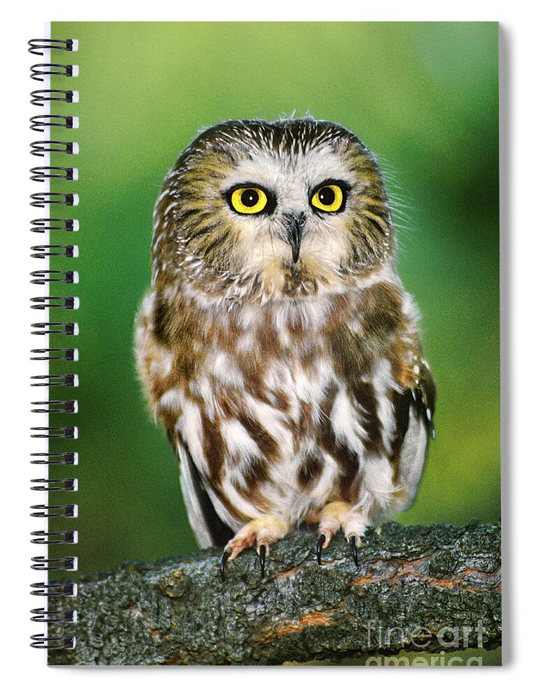 Dave Welling Spiral Notebook featuring the photograph Northern Saw-whet Owl Aegolius Acadicus Wildlife Rescue by Dave Welling