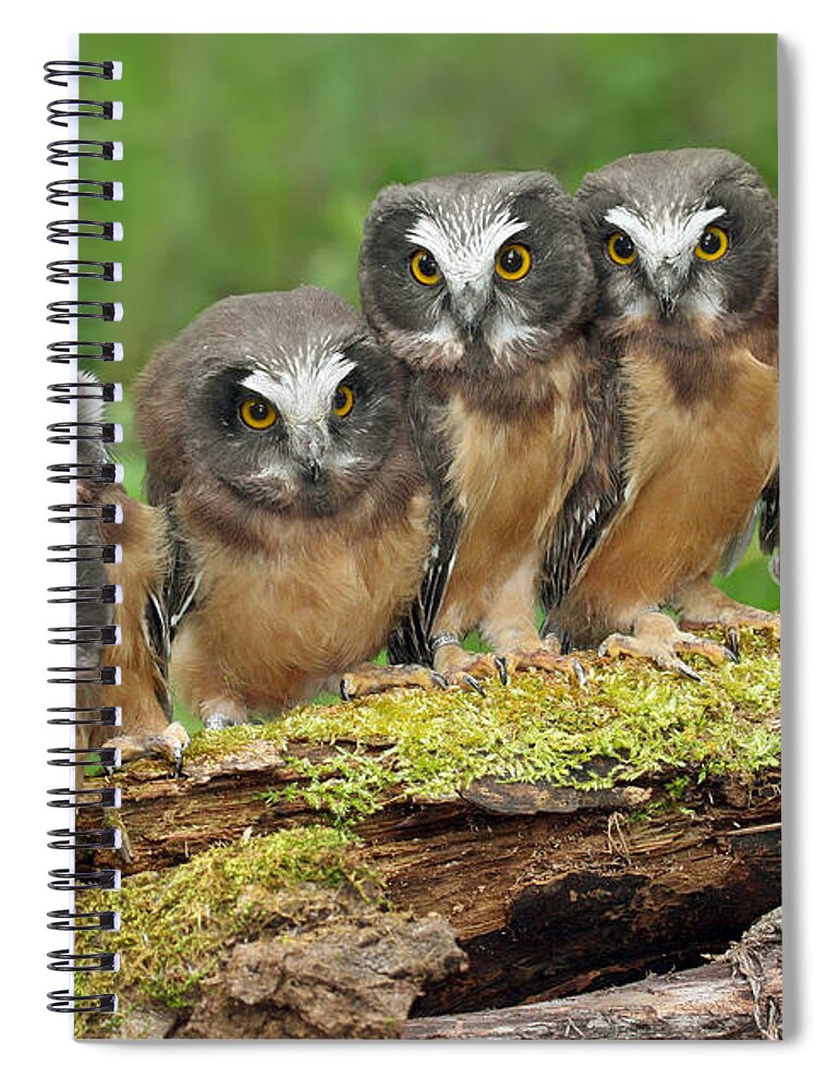 Bia Spiral Notebook featuring the photograph Northern Saw-whet Owl Chicks by Nick Saunders