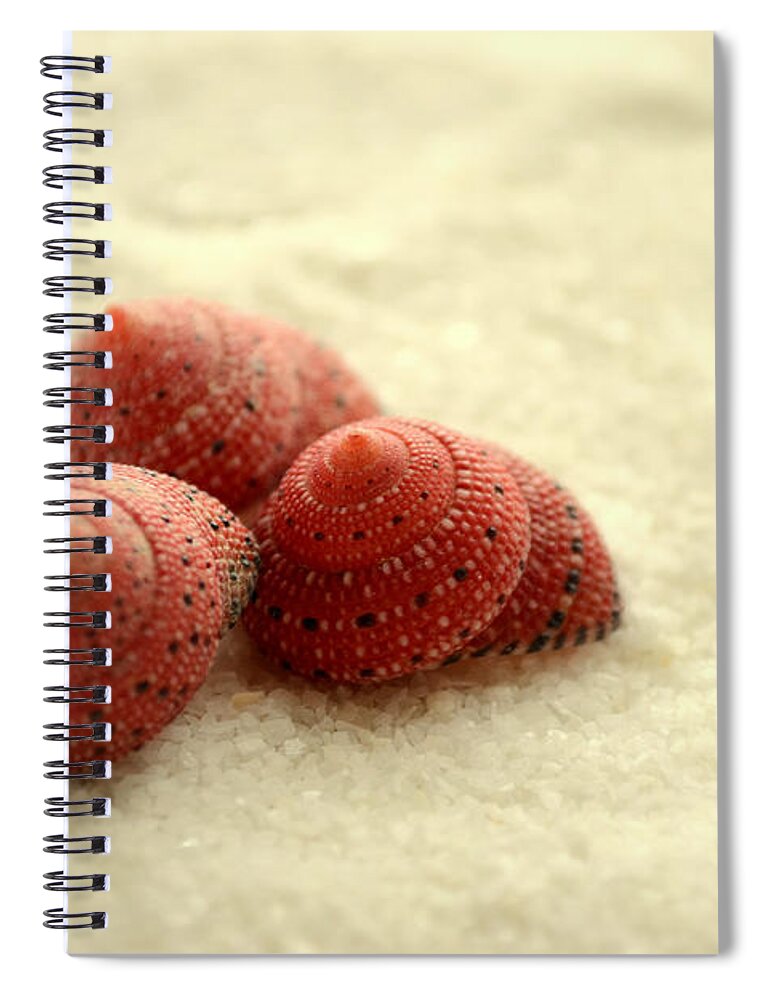 Seashells Spiral Notebook featuring the photograph Nothing is Ordinary by Melanie Moraga
