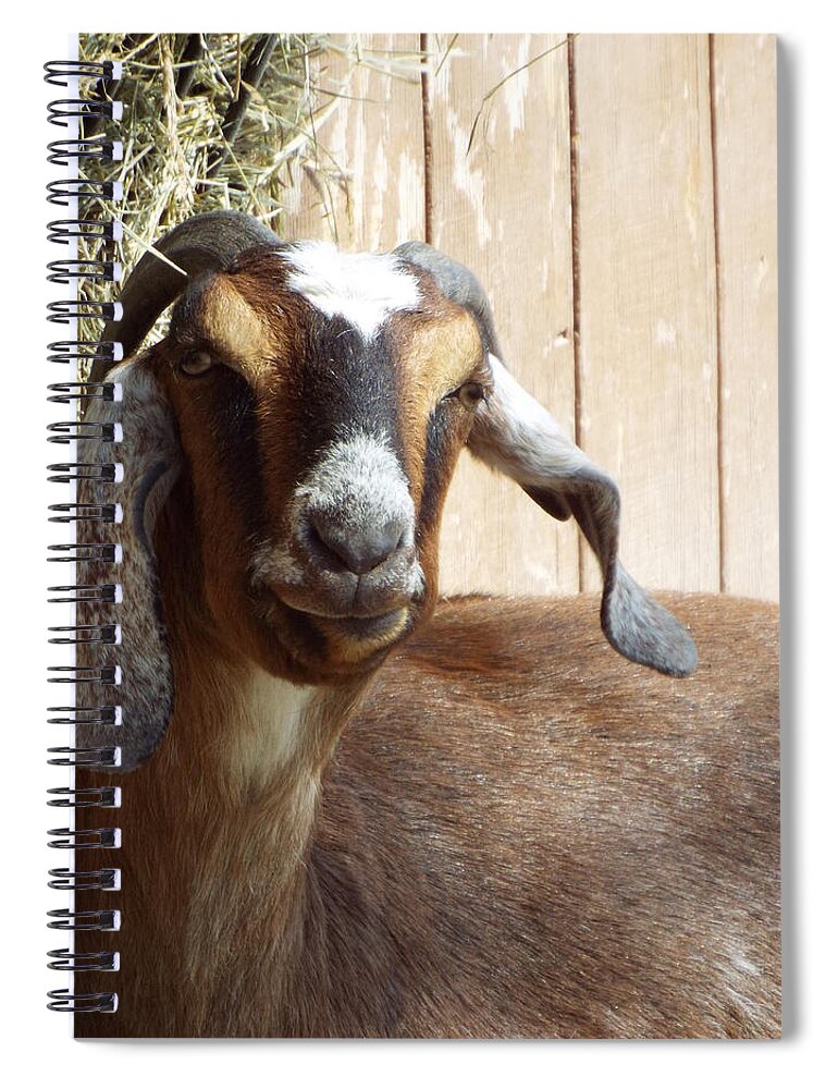 Nubian Goat Spiral Notebook featuring the photograph Nubian Goat by Caryl J Bohn