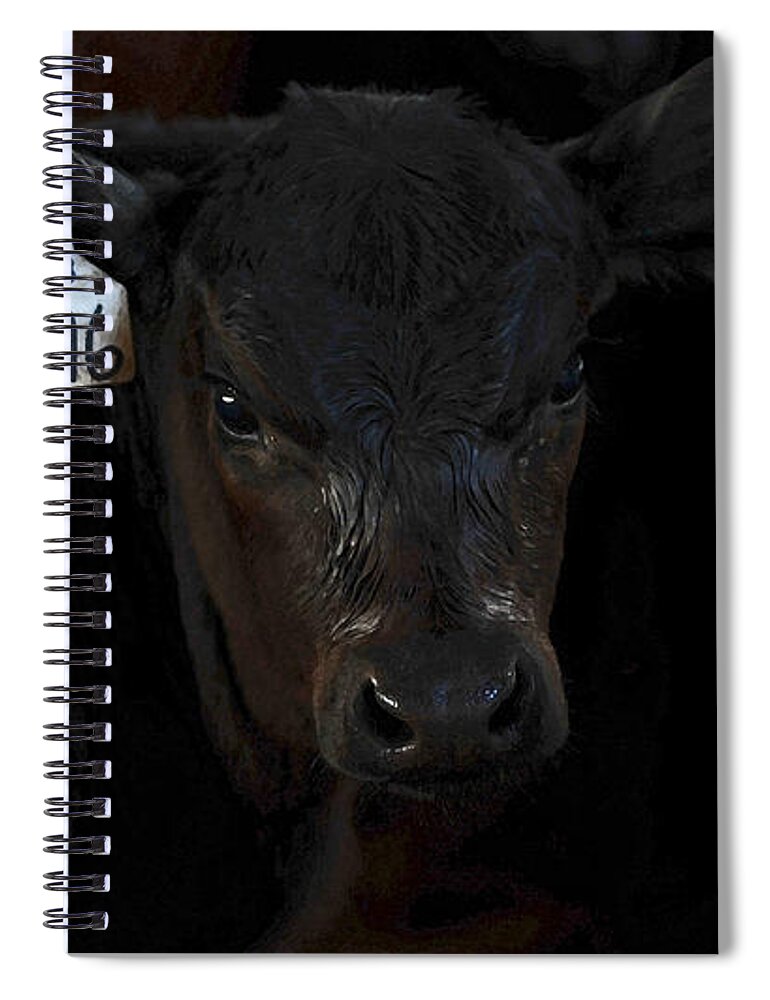 Calf Spiral Notebook featuring the photograph Number 146 by Amanda Smith