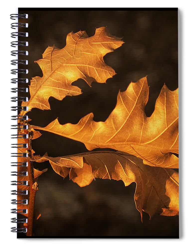 Oak Spiral Notebook featuring the photograph Oak Leaves by Frank Winters