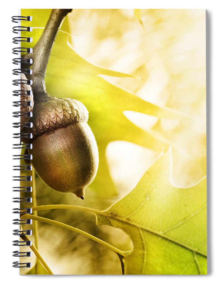 Oak Spiral Notebook featuring the photograph Oak tree by Jelena Jovanovic