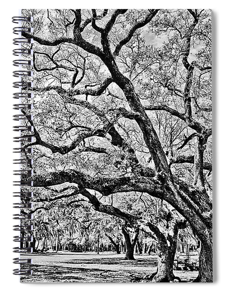 Trees Spiral Notebook featuring the photograph Oak Trees by Chauncy Holmes