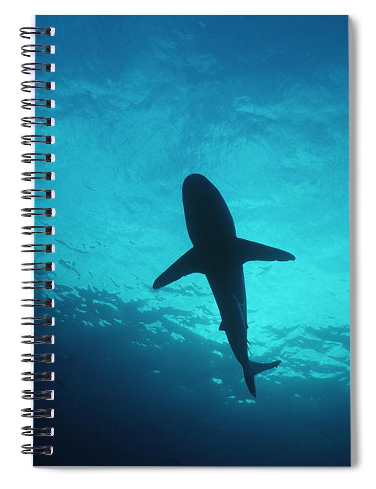 Brown Milbert's Sandbar Shark Spiral Notebook featuring the photograph Oceanic Whitetip Reef Shark by Jeff Rotman