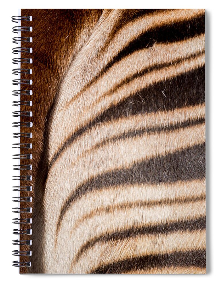 Stripes Spiral Notebook featuring the photograph Okapi Stripes by Ernest Echols