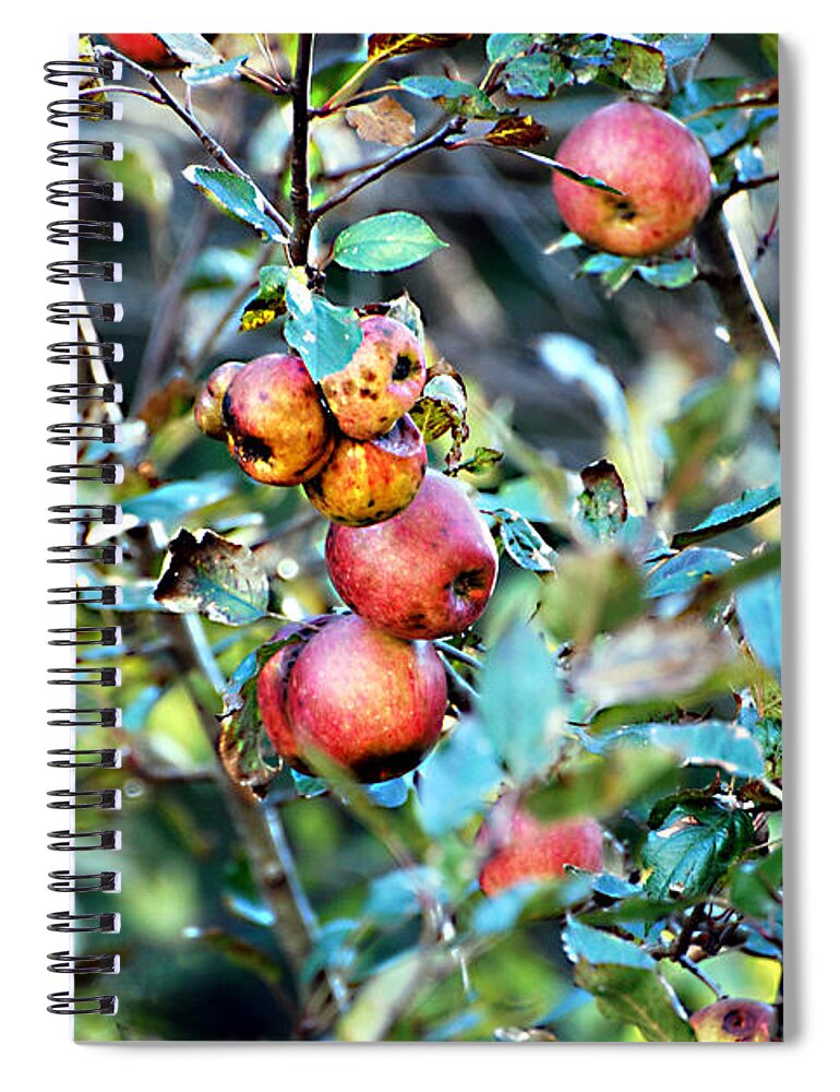 Apples Spiral Notebook featuring the photograph Old Apples by Linda Cox