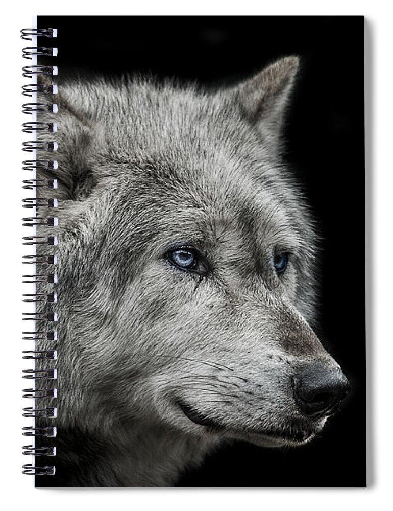 Wolf Spiral Notebook featuring the photograph Old blue eyes by Paul Neville