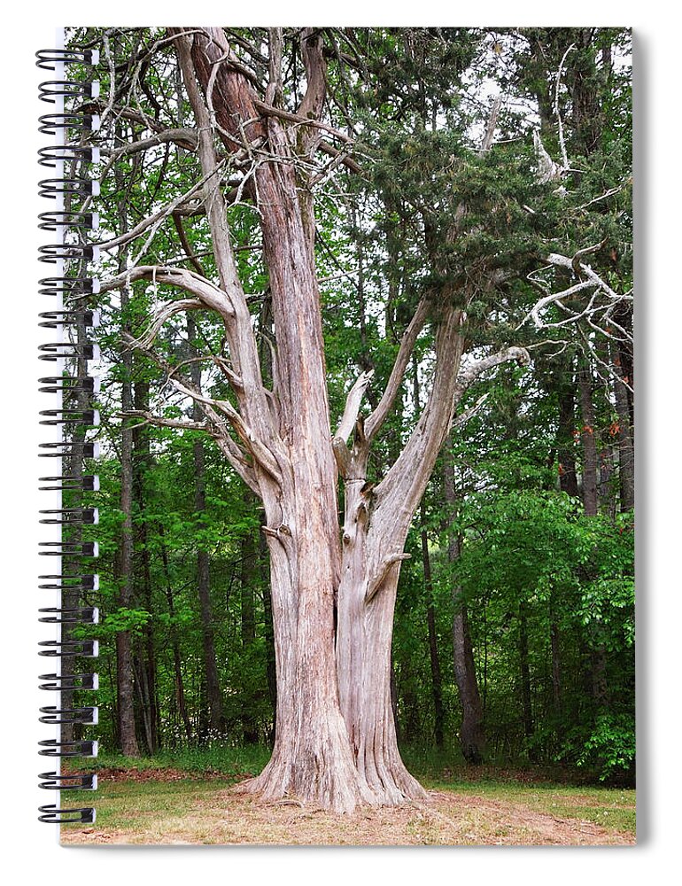 Park Spiral Notebook featuring the photograph Old Georgia Cedar by Pete Trenholm
