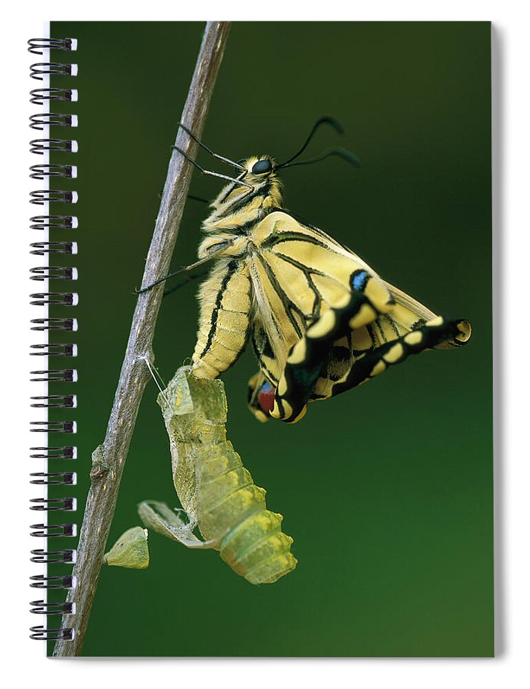 00785210 Spiral Notebook featuring the photograph Oldworld Swallowtail Emerging by Thomas Marent