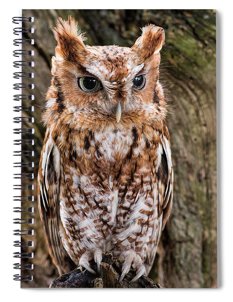 Owl Spiral Notebook featuring the photograph On Alert by Dale Kincaid