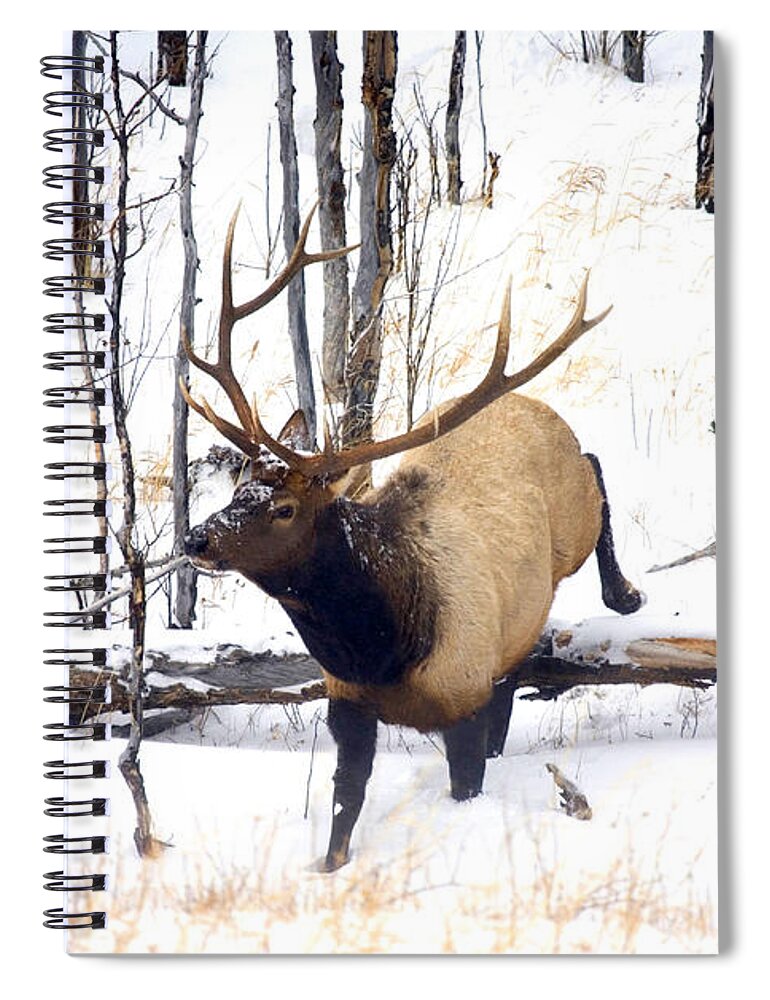 Elk Spiral Notebook featuring the photograph On the Move by Michael Dawson
