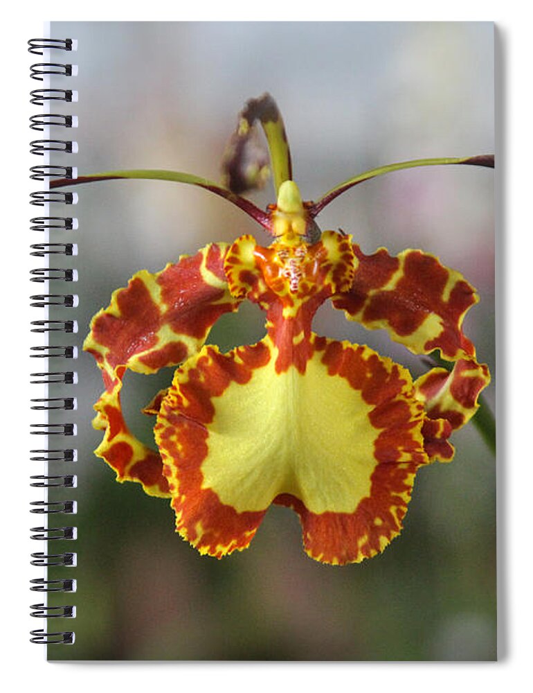 Orchid Spiral Notebook featuring the photograph Oncidium Dancing Lady by Venetia Featherstone-Witty