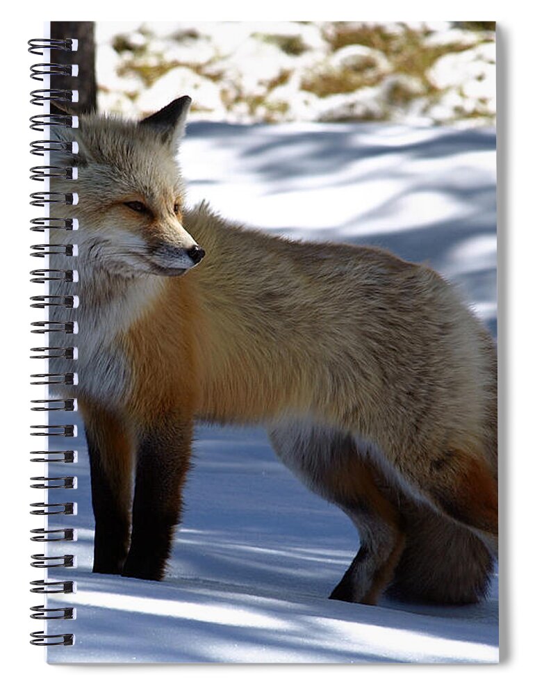 Fox Spiral Notebook featuring the photograph One Last Look Back by DeeLon Merritt
