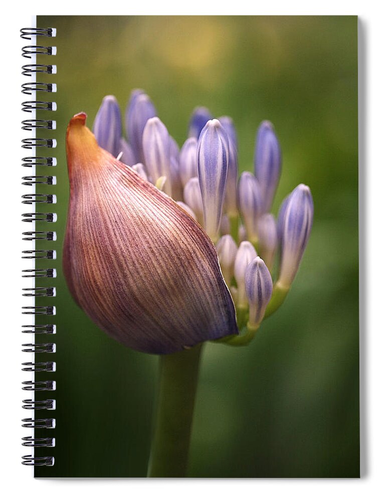 Agapanthus Spiral Notebook featuring the photograph Only the Beginning by Rona Black