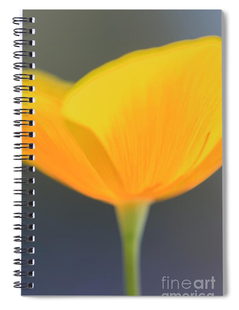 Mexican Gold Poppy Spiral Notebook featuring the photograph Opened by Tamara Becker