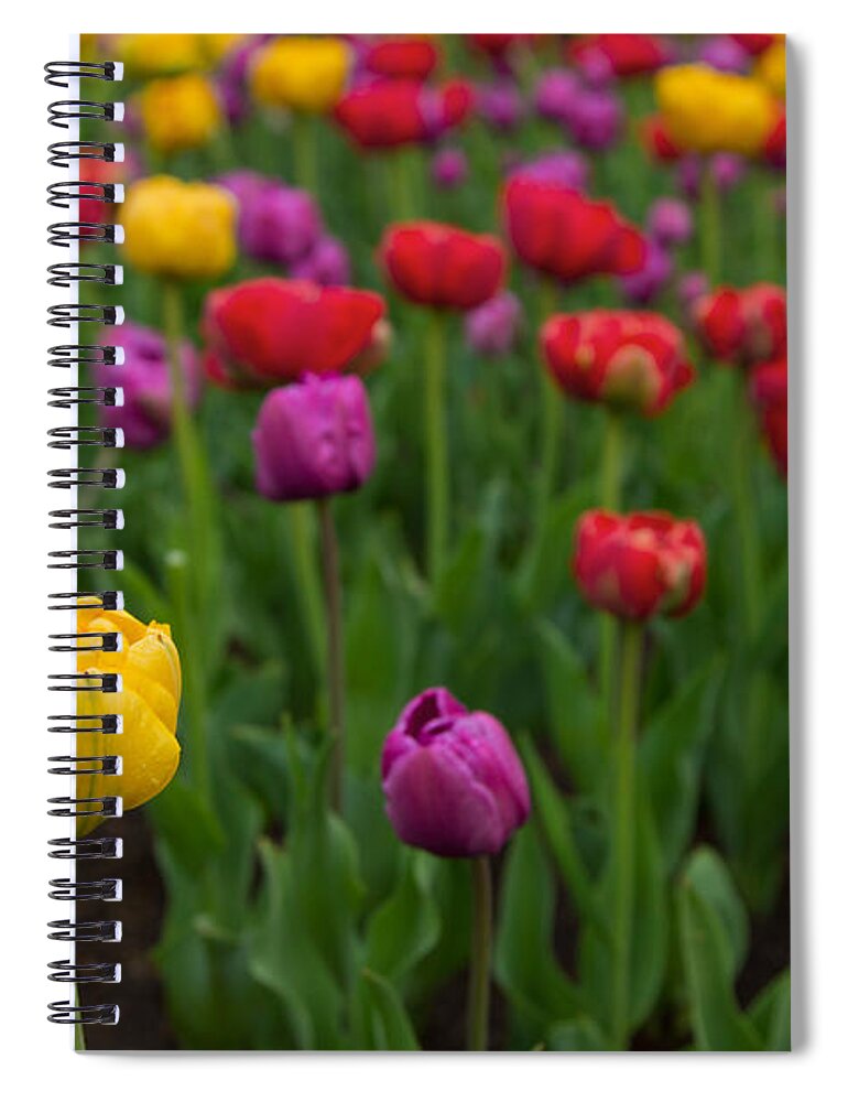 Colorful Tulip Spiral Notebook featuring the photograph Opening Day by Lindley Johnson
