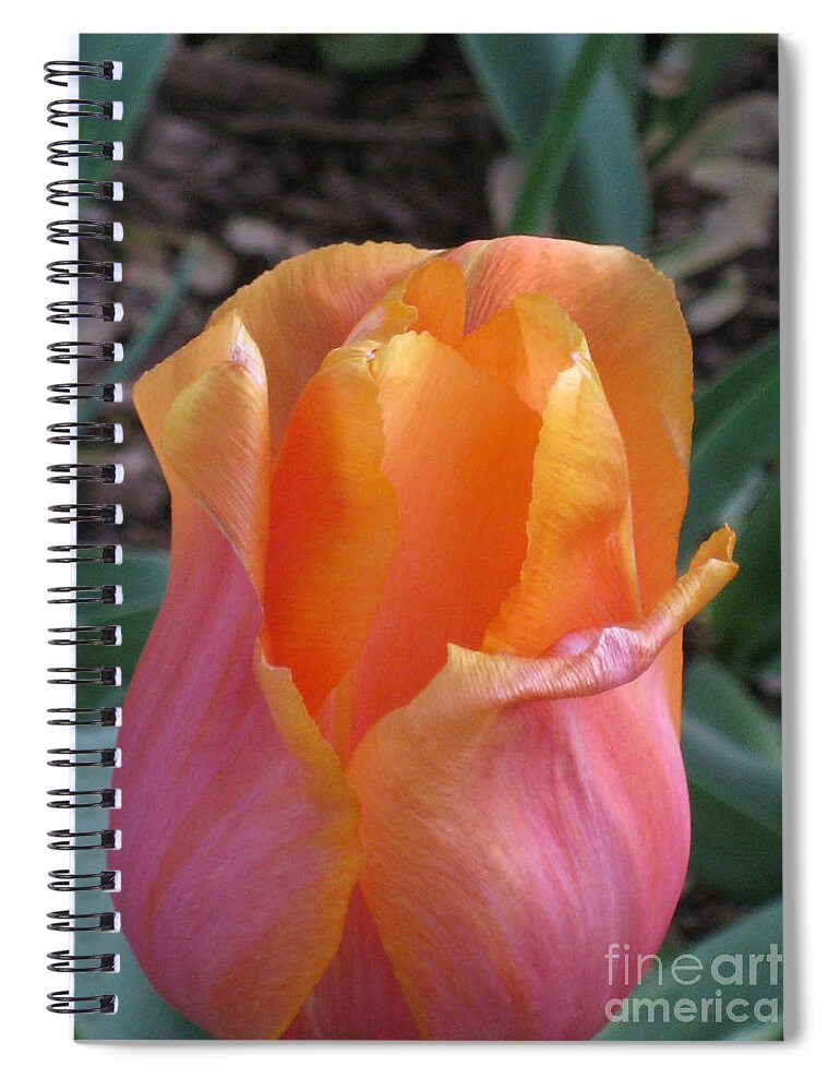 Tulip Spiral Notebook featuring the photograph Orange and Pink Tulip by Anne Nordhaus-Bike