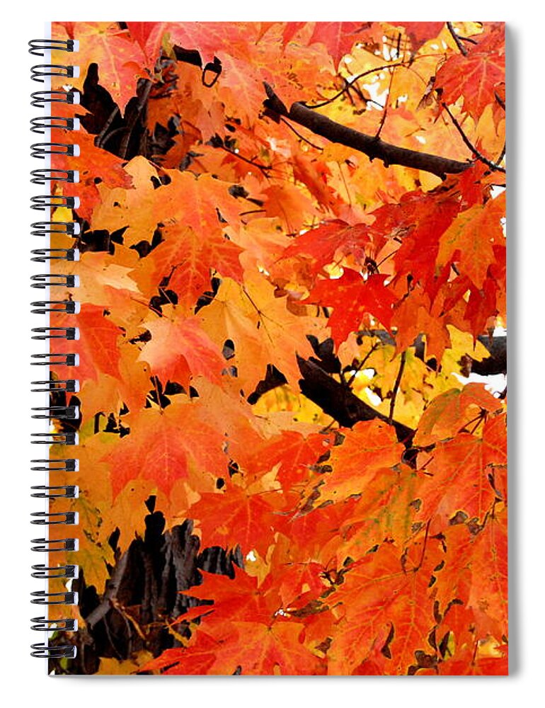 Maple Tree Spiral Notebook featuring the photograph Orange And Reds And Some Yellow Too by Eunice Miller