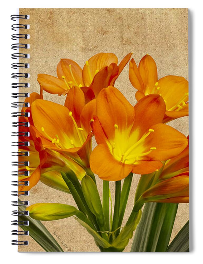 Lily Blossoms Spiral Notebook featuring the photograph Orange Clivia Lily by Sandra Foster