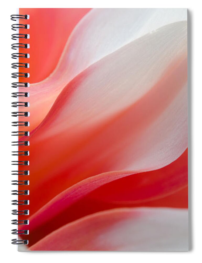 Dahlia Spiral Notebook featuring the photograph Orange Dream by Kathy Paynter