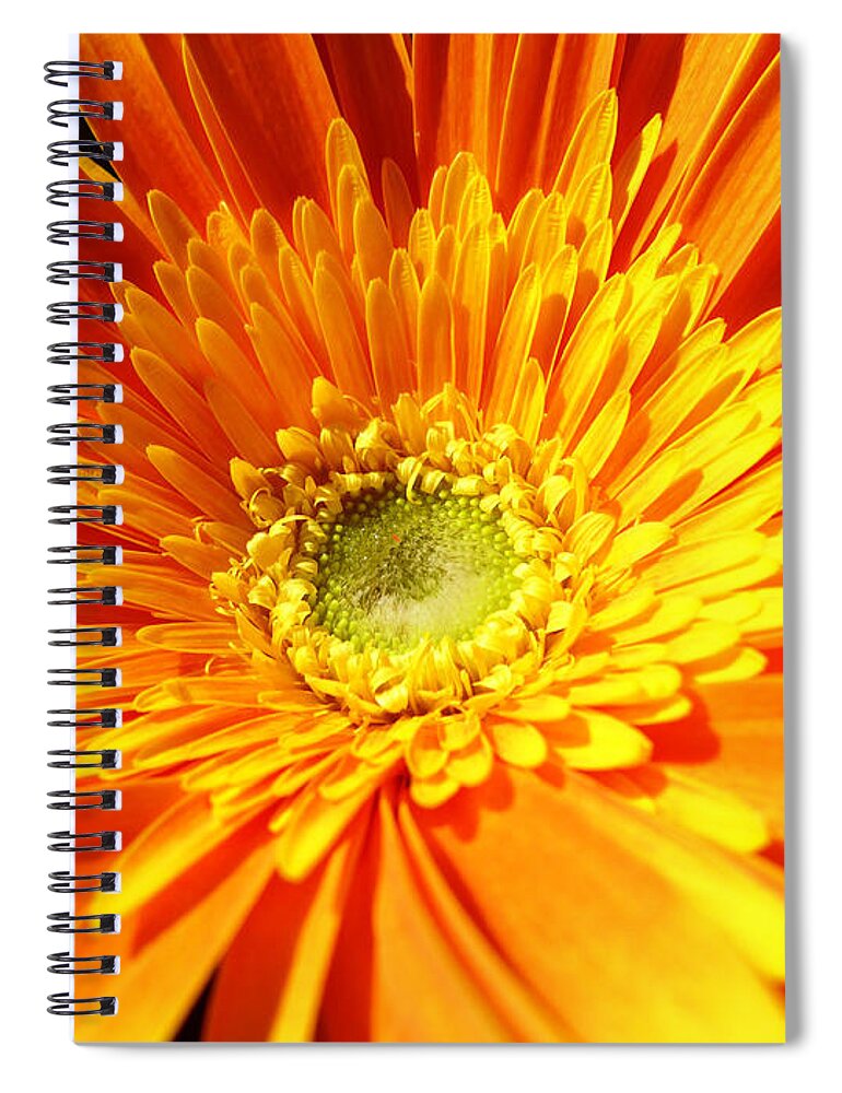 Orange Spiral Notebook featuring the photograph Orange Gerbera by Cristina Stefan
