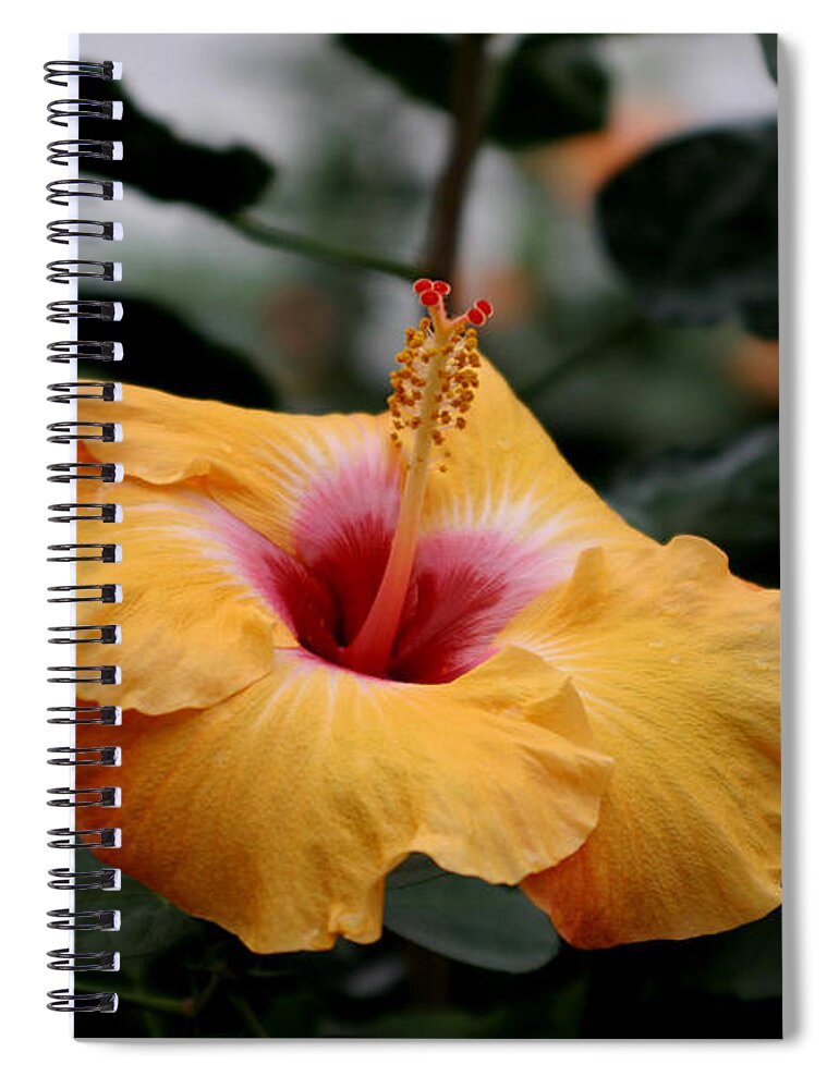 Hibiscus Spiral Notebook featuring the photograph Orange Hibiscus by Living Color Photography Lorraine Lynch
