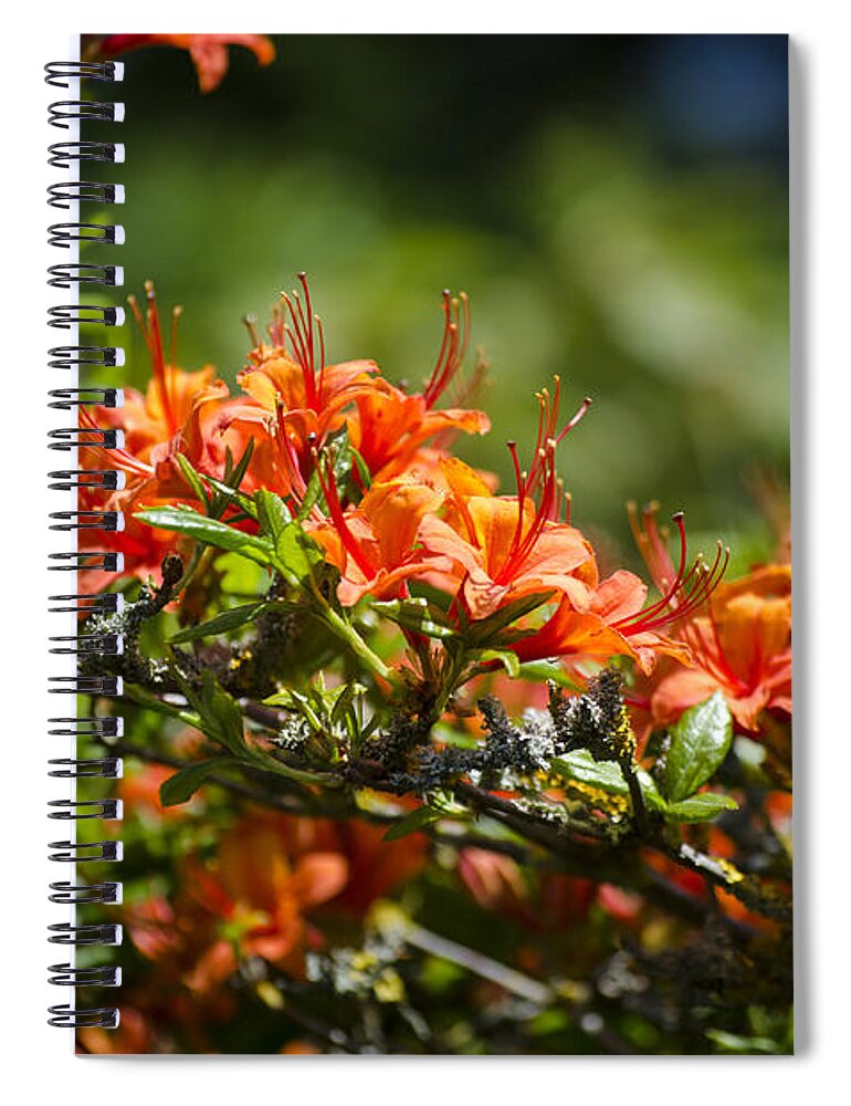 Orange Spiral Notebook featuring the photograph Orange Rhododendron by Spikey Mouse Photography