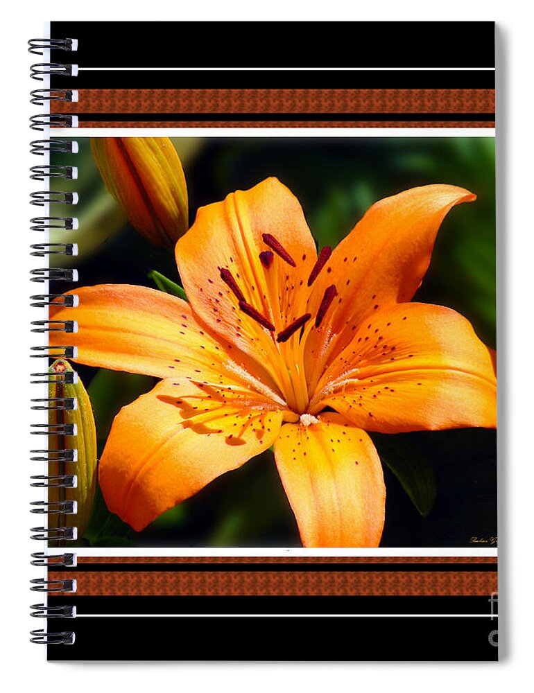 Orange Tiger Lily With Borders Spiral Notebook featuring the photograph Orange Tiger Lily with Borders by Barbara A Griffin