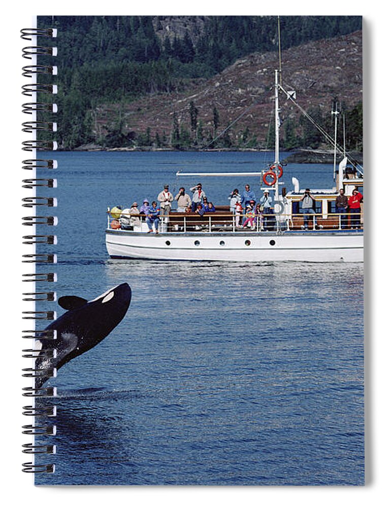 Feb0514 Spiral Notebook featuring the photograph Orca Leaping And Whale Watchers by Flip Nicklin