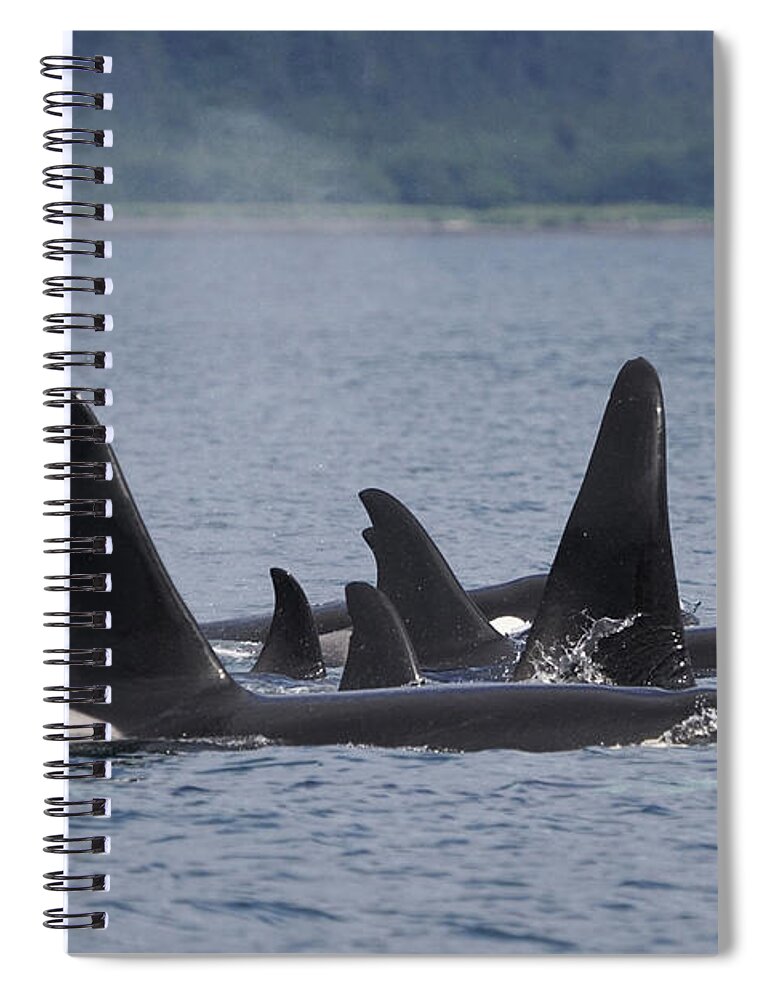 Hiroya Minakuchi Spiral Notebook featuring the photograph Orca Pod Surfacing Prince William Sound by Hiroya Minakuchi