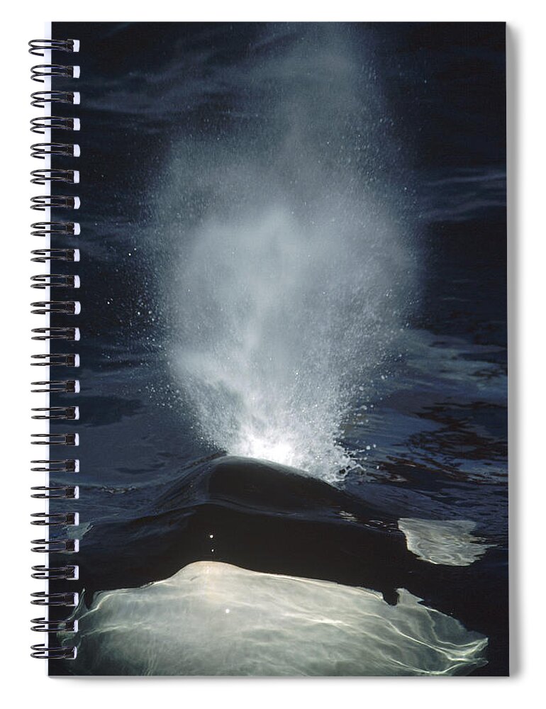 Feb0514 Spiral Notebook featuring the photograph Orca Surfacing British Columbia Canada by Flip Nicklin