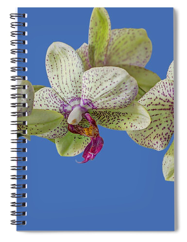 Orchid Spiral Notebook featuring the photograph Orchid by Chris Smith
