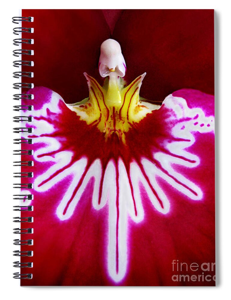 Macro Spiral Notebook featuring the photograph Orchid Harlequinn-Pansy Orchid by Jennie Breeze