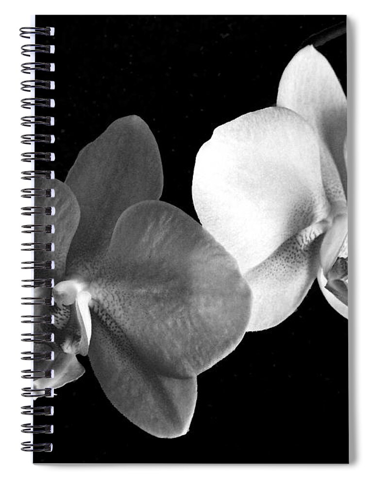 Floral Spiral Notebook featuring the photograph Orchid in black and white by Steve Karol