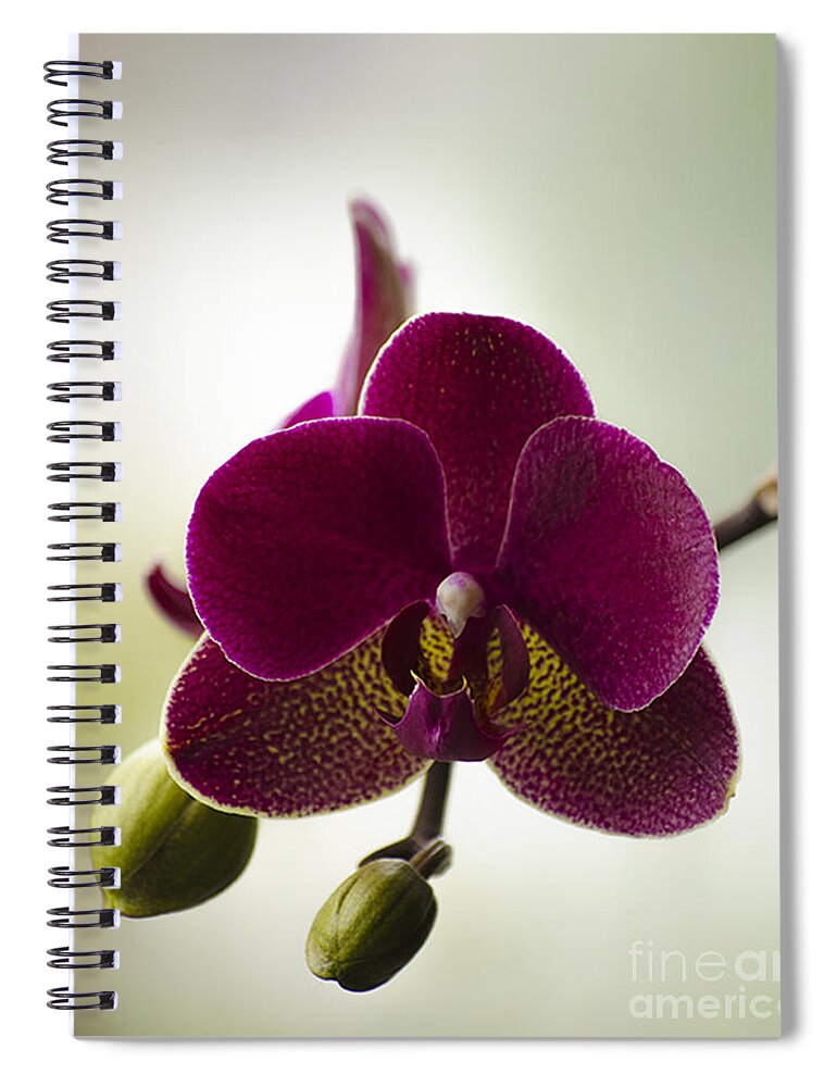 Beauty Spiral Notebook featuring the photograph Orchid by Linsey Williams