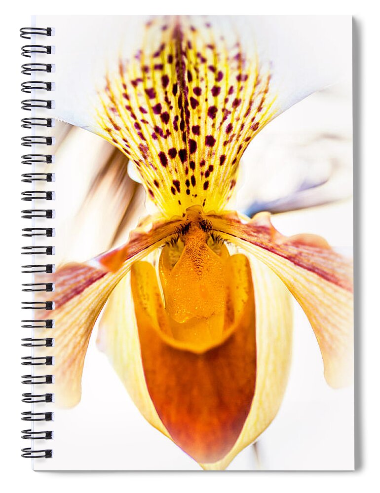 Orchid Spiral Notebook featuring the photograph Orchid Macro 2 by Jenny Rainbow