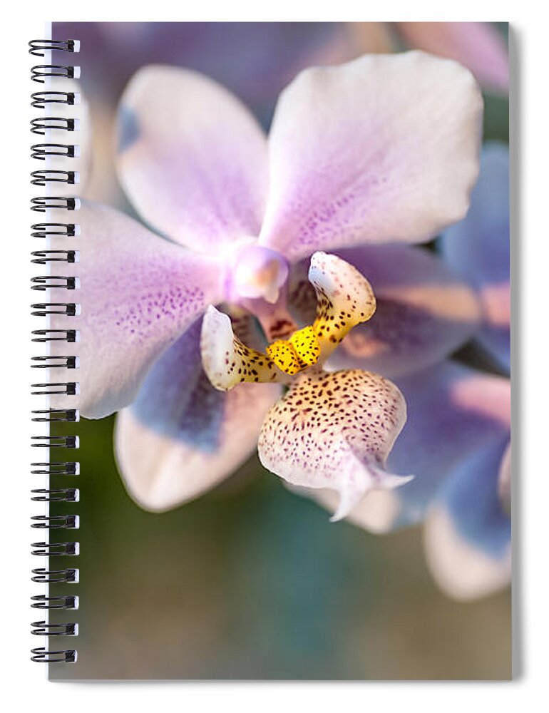 Orchid Spiral Notebook featuring the photograph Orchid Macro 3 by Jenny Rainbow