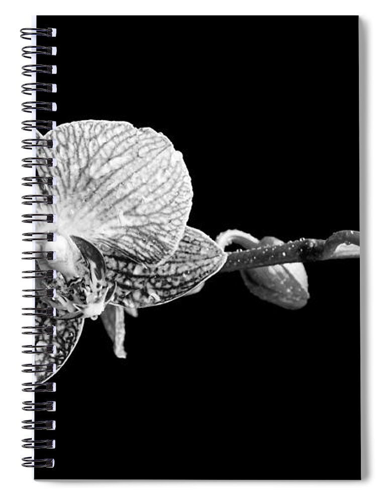 Orchid Spiral Notebook featuring the photograph Orchid Phalaenopsis flower by Michalakis Ppalis