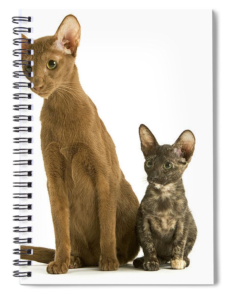 Cat Spiral Notebook featuring the photograph Oriental Cat And Kitten by Jean-Michel Labat