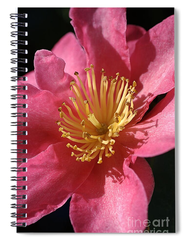 Floral Spiral Notebook featuring the photograph Original Beauty Of Camellia by Joy Watson