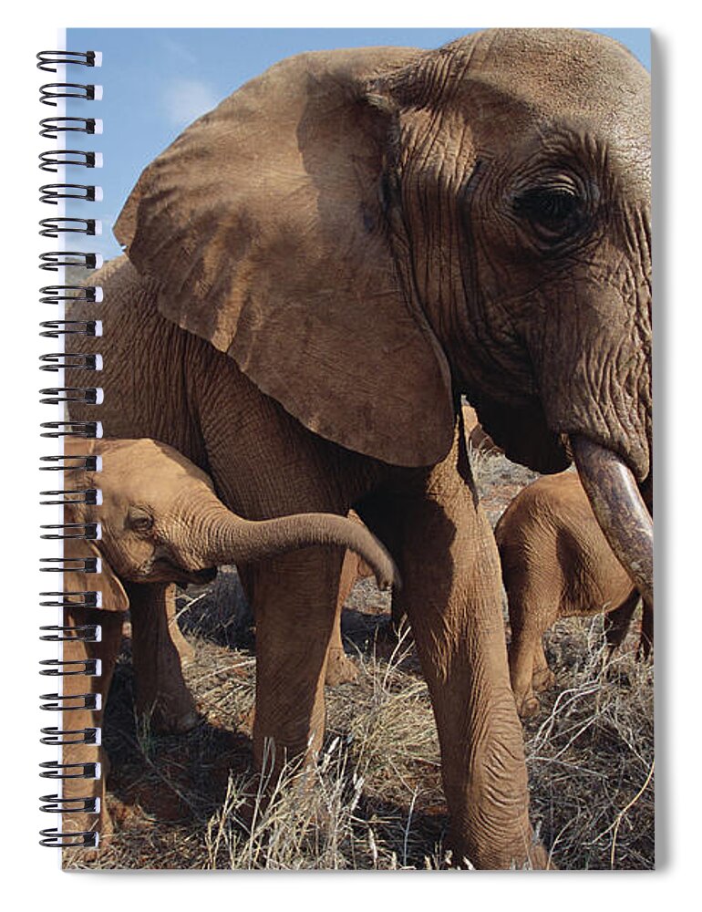 Feb0514 Spiral Notebook featuring the photograph Orphans Malaika With Nyiro Tsavo Kenya by Gerry Ellis