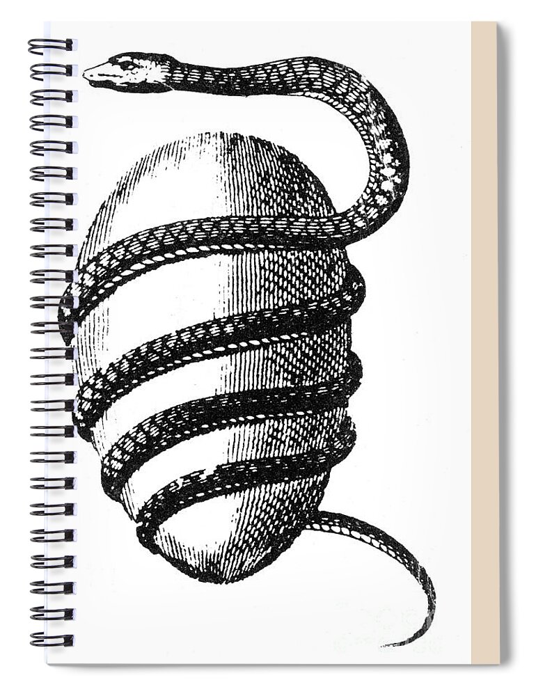 Cosmological Spiral Notebook featuring the photograph Orphic Egg by Science Source