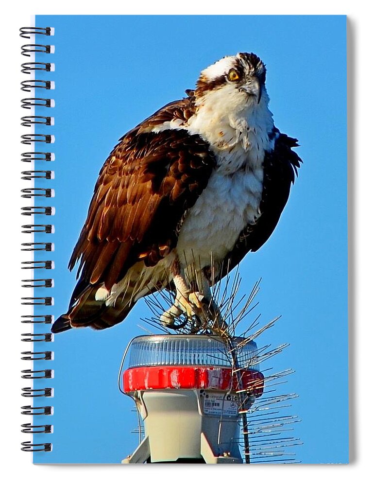 Bird Spiral Notebook featuring the photograph Osprey Close-up on Water Navigation Aid by Jeff at JSJ Photography