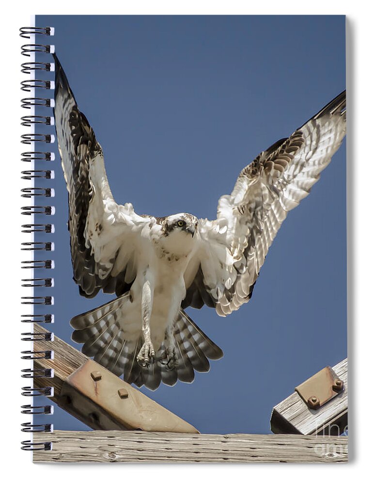 Osprey Spiral Notebook featuring the photograph Osprey Landing by Dale Powell