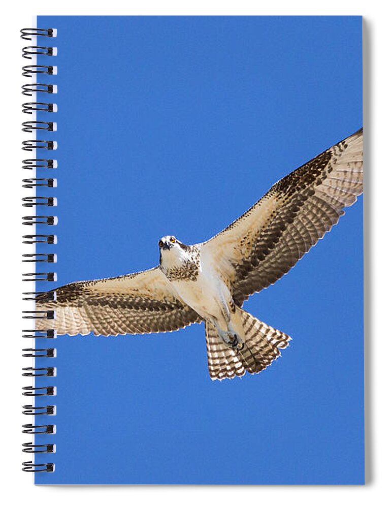 Osprey Spiral Notebook featuring the photograph Osprey Stares During Flyover by Tony Hake