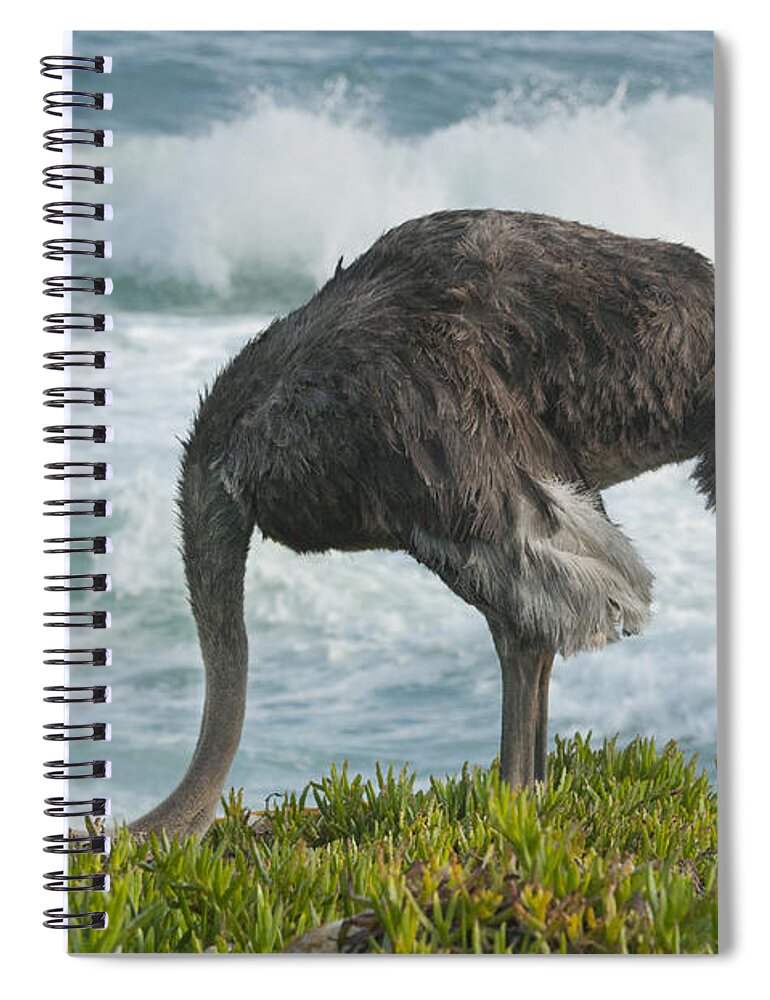 Feb0514 Spiral Notebook featuring the photograph Ostrich Female Feeding South Africa by Kevin Schafer